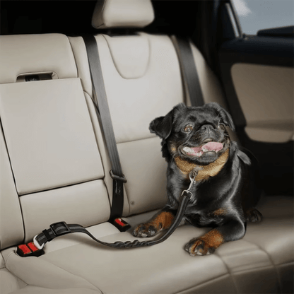 PawComfort™ Everyday Bundle